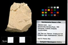 Foto (Objekt + Etikett) von Goniodromites bidentatus (Reuss, 1859)  (NHMW-GEO-1990-0041-3229)